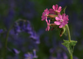 Red campion