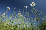 British Wild Flowers in Nature and the Garden