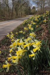Wild daffodils