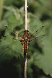 Four-spotted chaser