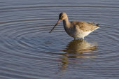 Black-tailed godwit
