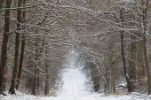 Savernake Forest