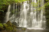 Scale Haw Force
