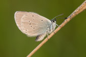 Small blue