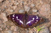 Purple emperor