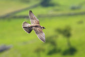Peregrine falcon