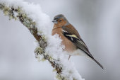 Chaffinch