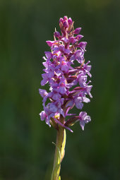 Heath fragrant orchid
