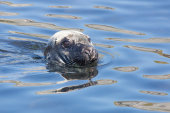Grey seal