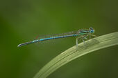 White-legged damselfly