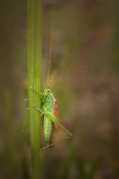 Short-winged conehead