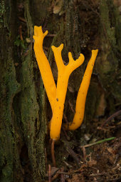 Yellow stagshorn fungus
