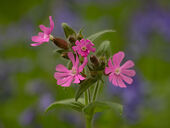 Red campion