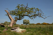 Fyfield Down