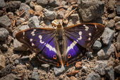 Purple emperor