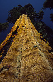 Giant sequoia