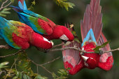 Red-and-green macaws