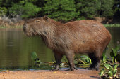 Capybara