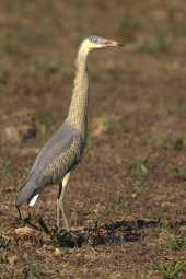 Whistling heron