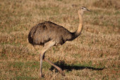 Greater rhea