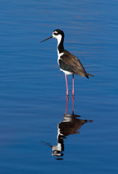 Black-necked stilt