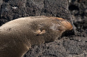 Galapagos fur seal