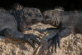 Marine iguanas