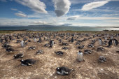 Gentoo penguin