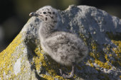 Great black-backed gull chick