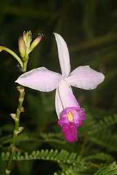 Bamboo orchid