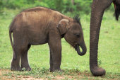 Asian elephant