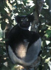 Indri