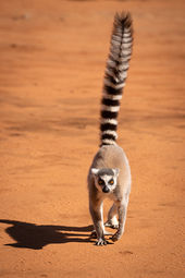 Ring-tailed lemur