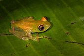 Bright-eyed tree frog