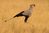 Secretary bird