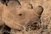 Black Rhinoceros