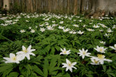 Wood anemones