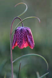 Snake's head fritillary