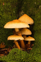 Shaggy pholiota