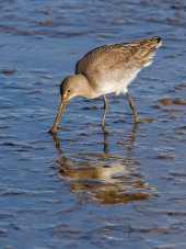 Black-tailed godwit