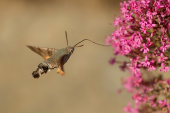 Hummingbird hawk-moth