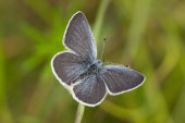 Small blue
