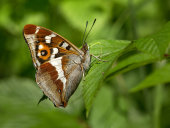 Purple emperor