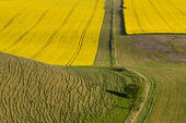 Rape fields, Alton Barnes