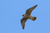 Peregrine falcon