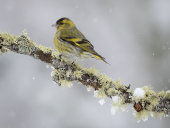Siskin