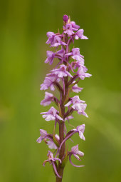 Chalk Fragrant orchid