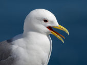 Kittiwake