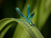 Banded demoiselle