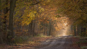 Savernake Forest